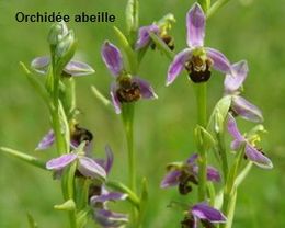 Orchidée abeille