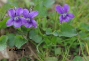 Violette