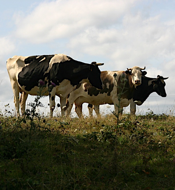 vaches laitières